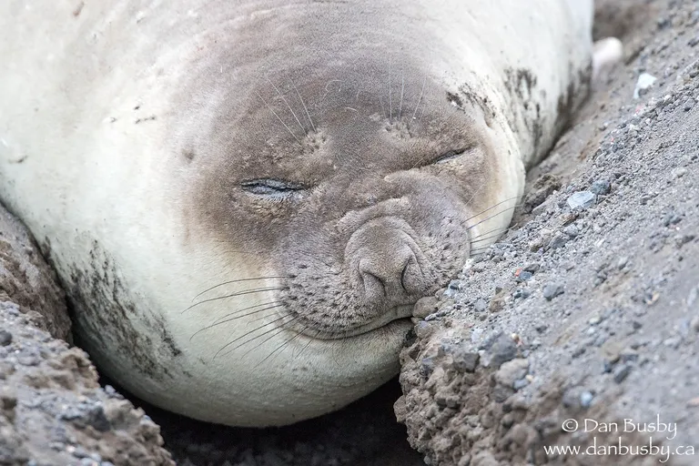 Southern Elephant Seal