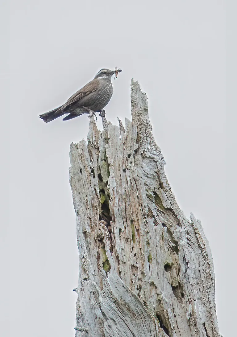 Dark-bellied Cinclodes