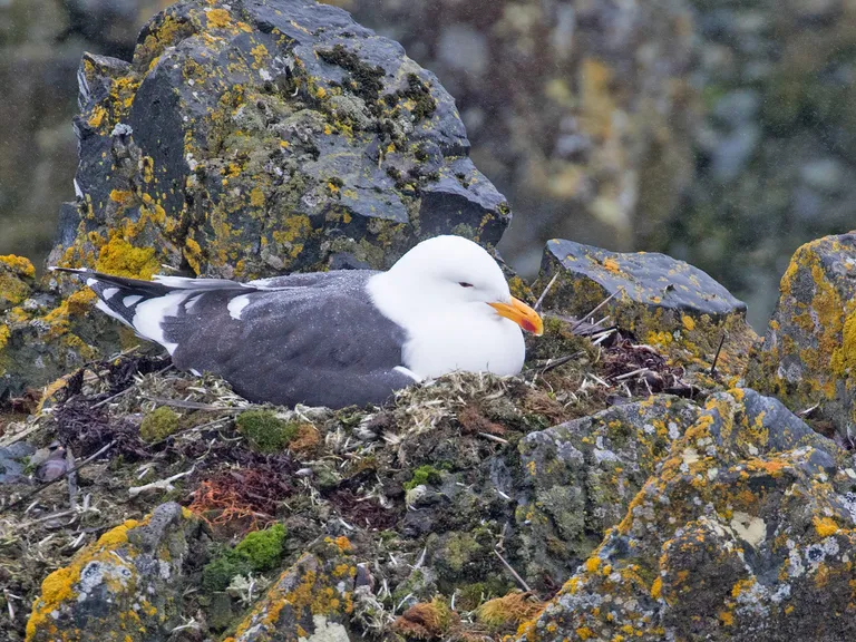 Kelp Gull