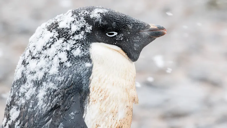 Adélie Penguin