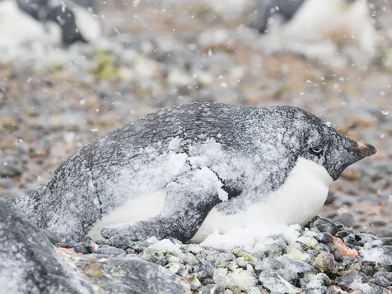 Adélie Penguin
