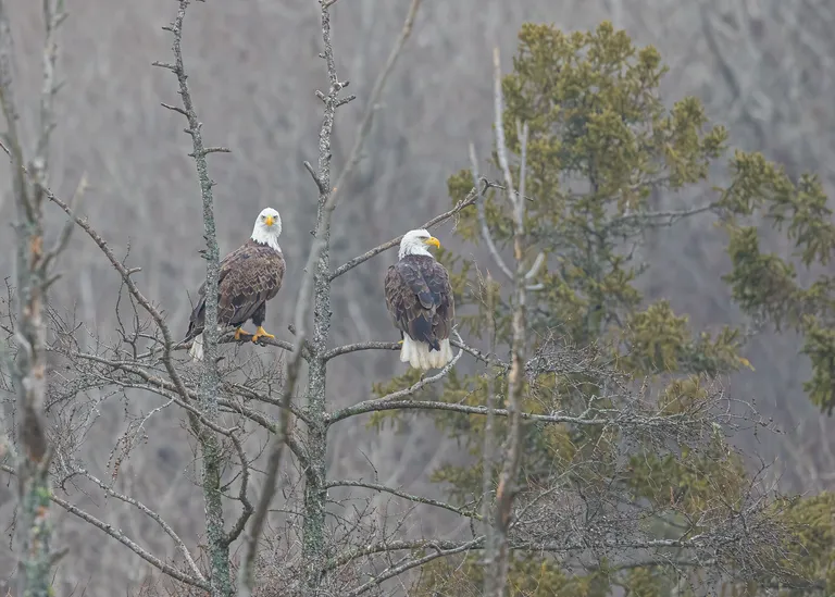 Bald Eagle