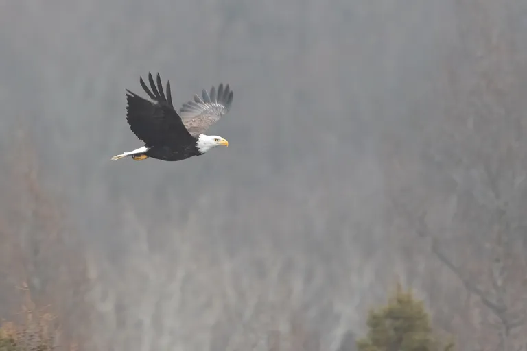 Bald Eagle