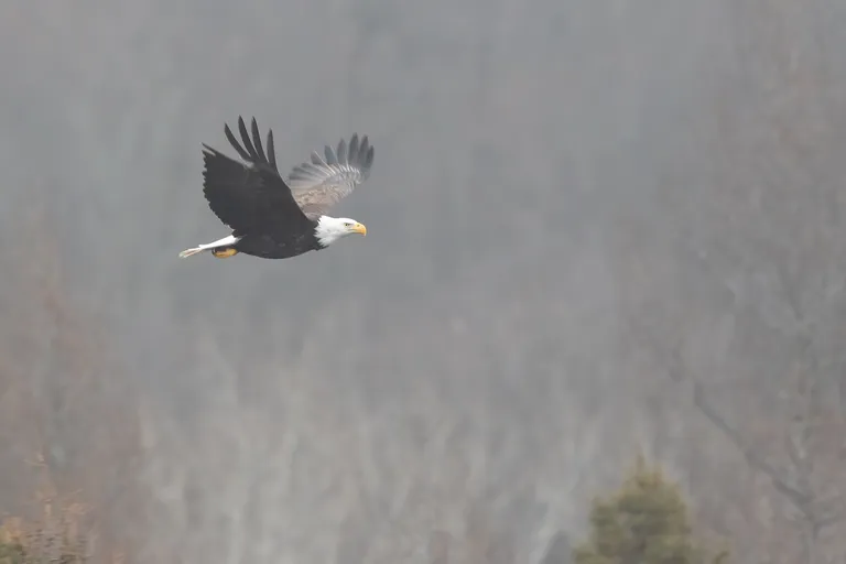 Bald Eagle