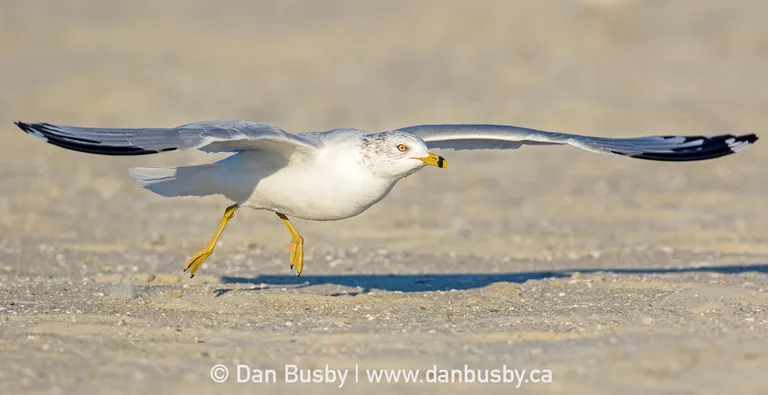 Ring-billed Gull