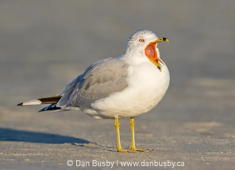 Ring-billed Gull