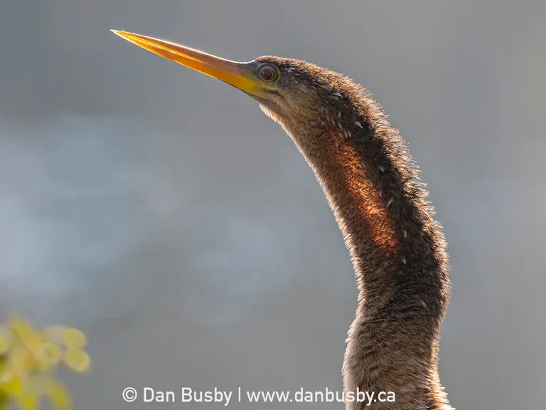Anhinga