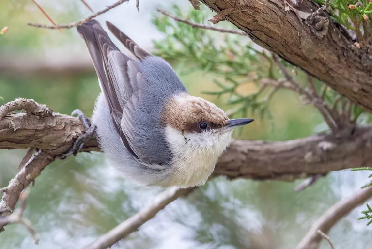 Brown-headed Nuthatch