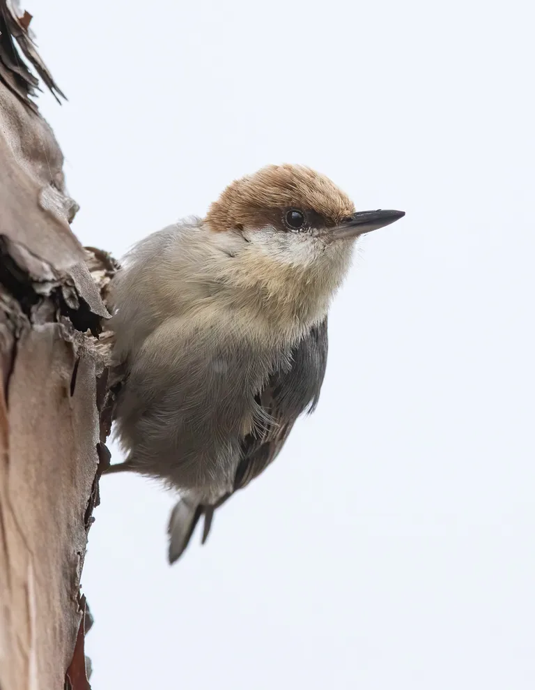 Brown-headed Nuthatch