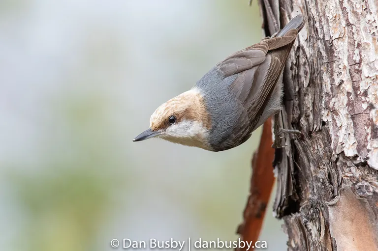 Brown-headed Nuthatch