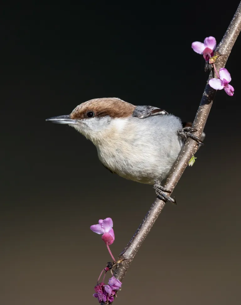 Brown-headed Nuthatch