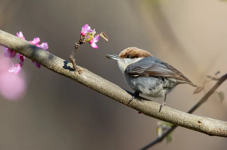Brown-headed Nuthatch