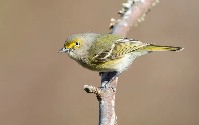 White-eyed Vireo