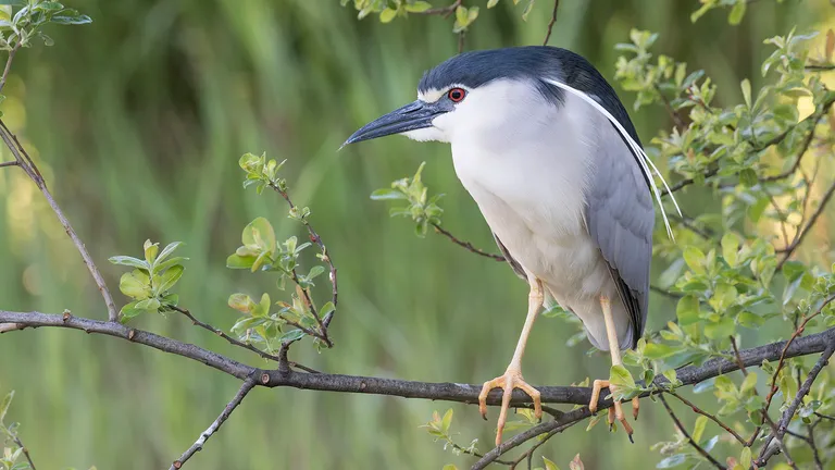 Black-crowned Night-Heron