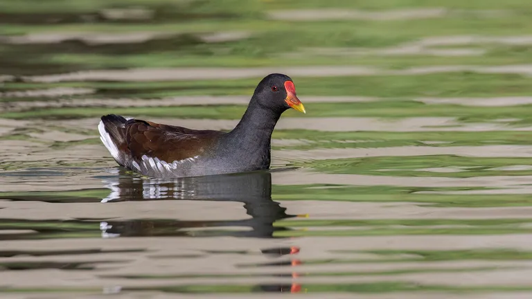 Common Moorhen
