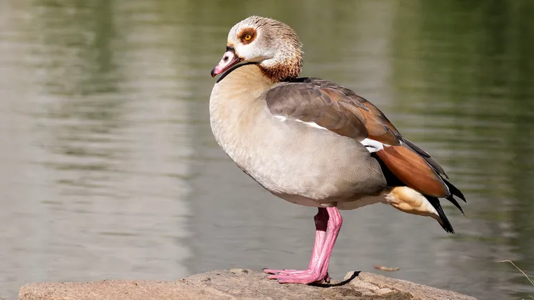 Egyptian Goose