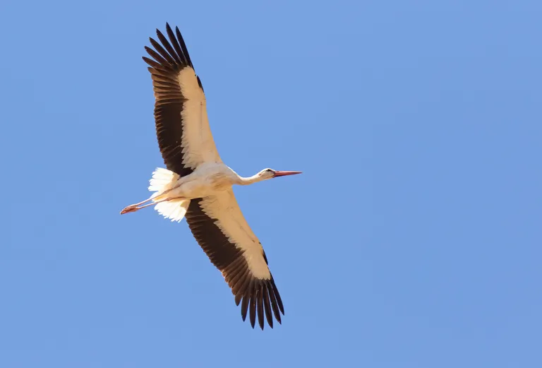 White Stork