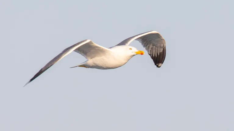 Yellow-legged Gull