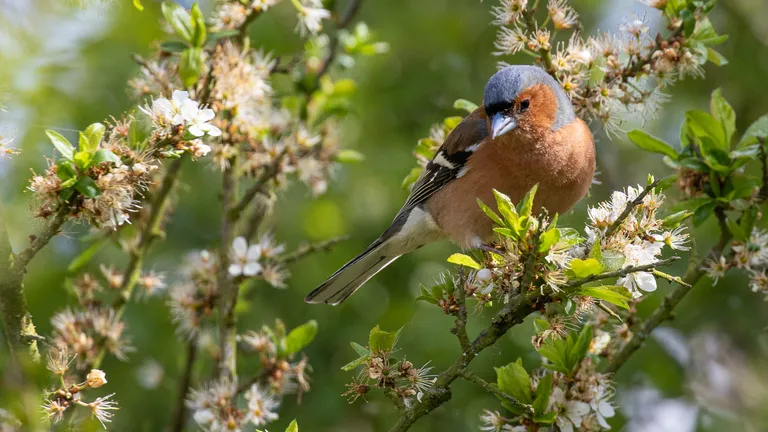 Chaffinch