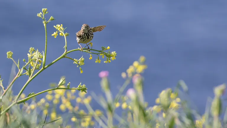 Meadow Pipit