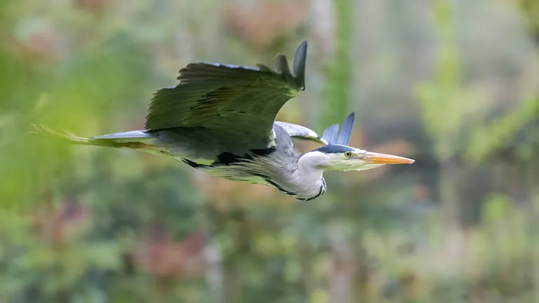 Grey Heron