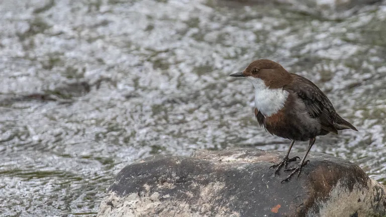 Wite-throated Dipper