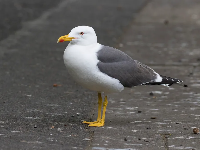 Lesser Black-backed Gull