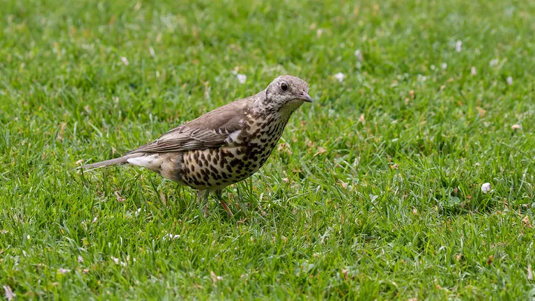 Mistle Thrush