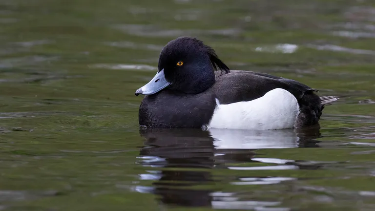 Tufted Duck