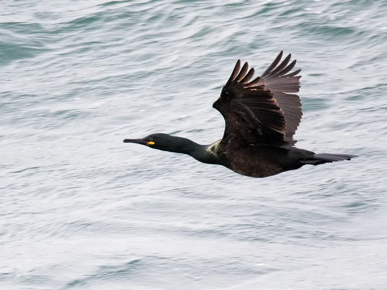 European Shag