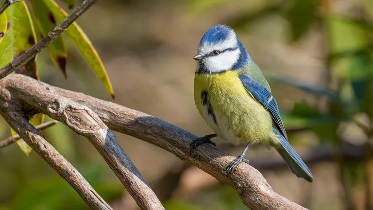 Blue Tit