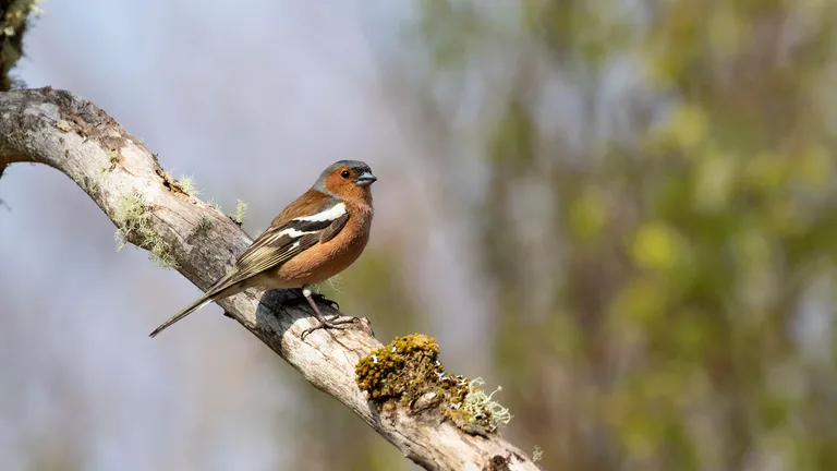 Chaffinch