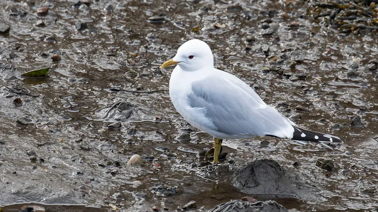 Common Gull