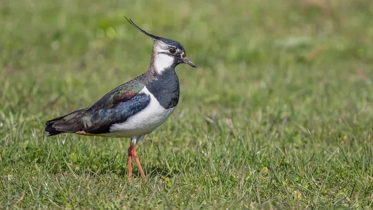 Northern Lapwing