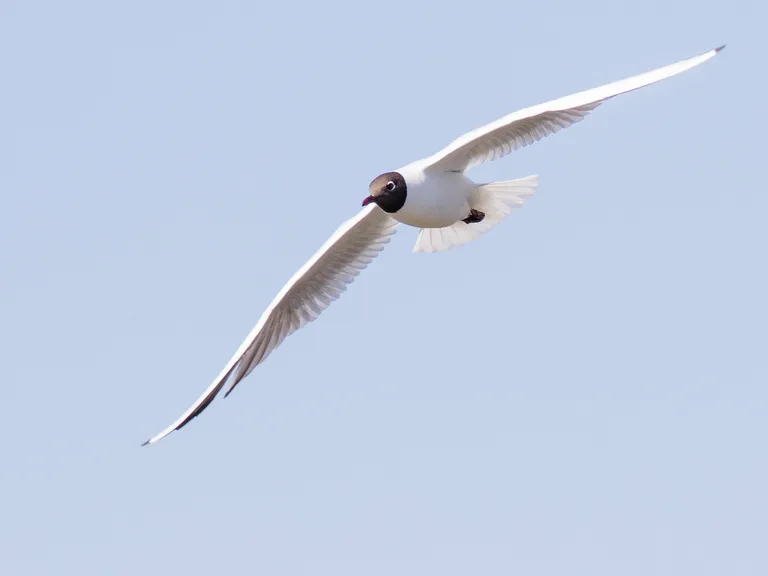Black-headed Gull