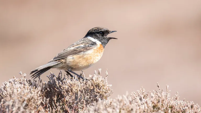 Stonechat