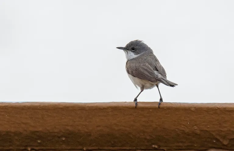 Common Whitethroat