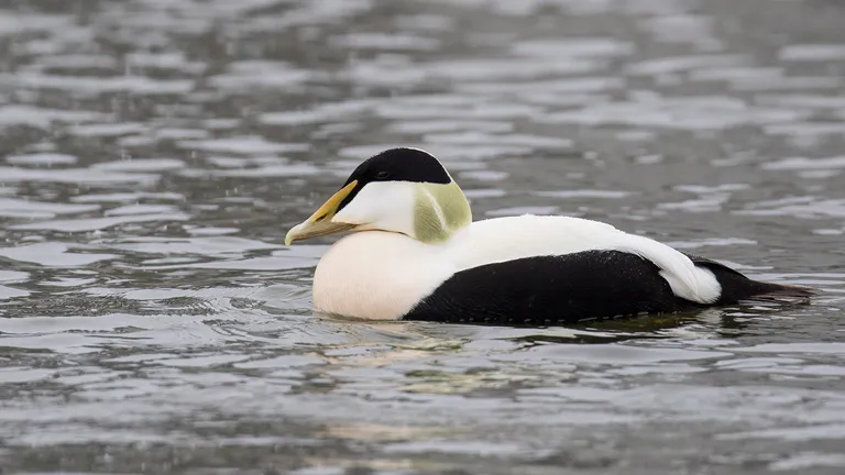 Common Eider, male