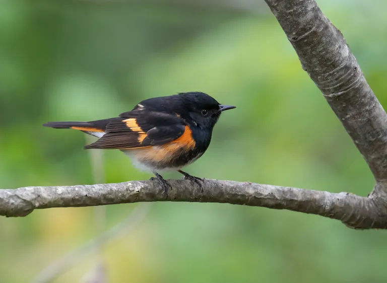 American Redstart