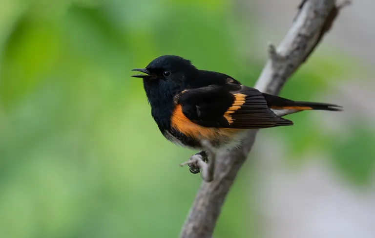American Redstart, male