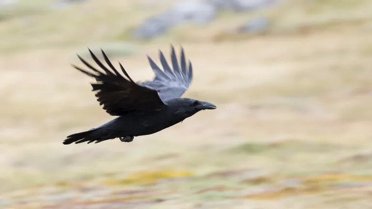 Common Raven