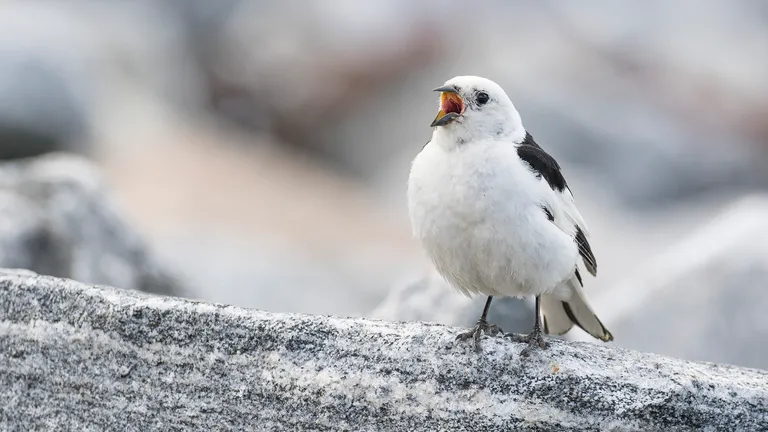Snow Bunting, male