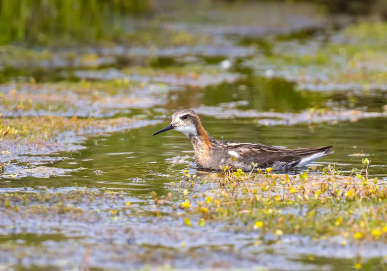 Red-necked Phalarope