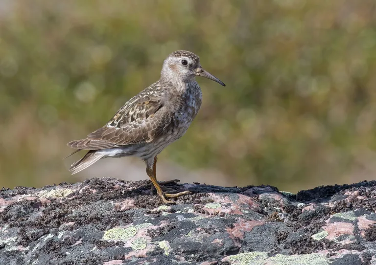 Purple Sandpiper