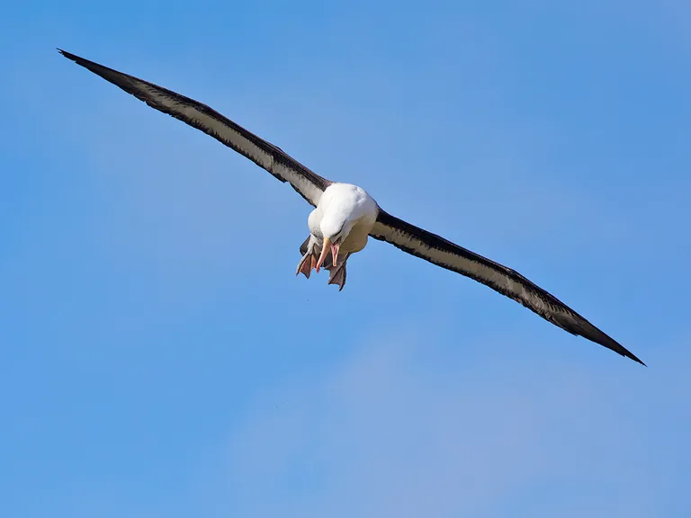 Black-browed Albatross