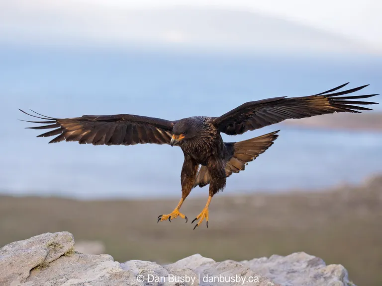 Striated Caracara, Falkland Islands