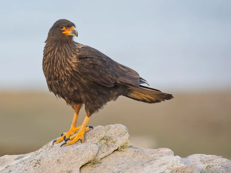 Striated Caracara, Falkland Islands
