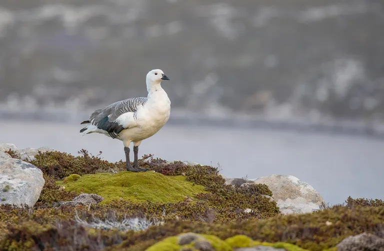 Upland Goose, male