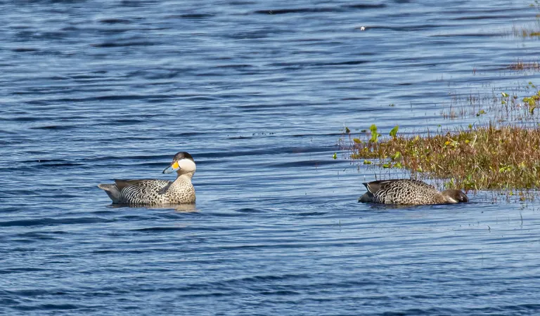 Silvery Teal
