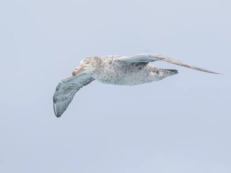 Northern Giant Petrel